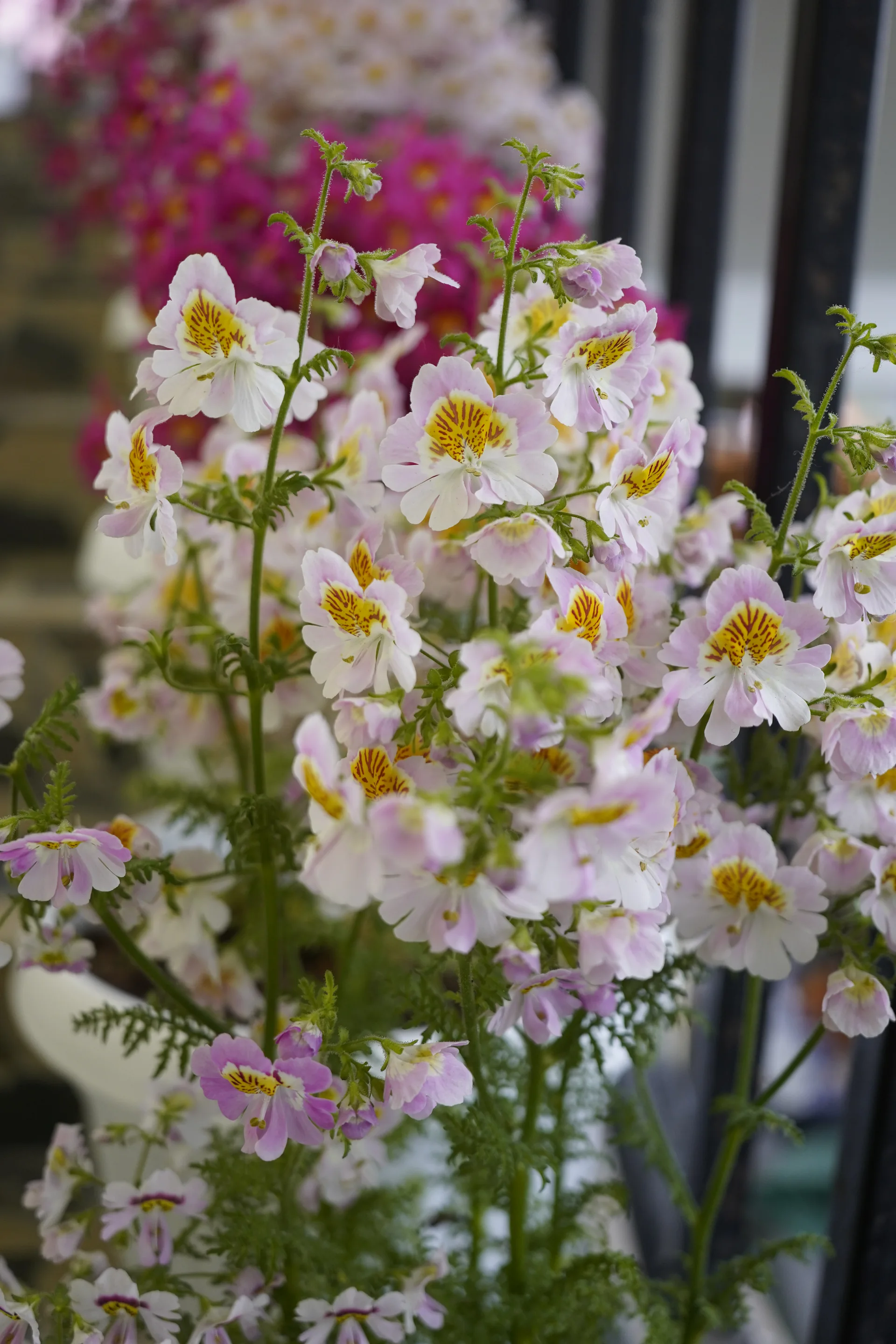 Pink wildflowers close-up Shergaon Arunachal Pradesh